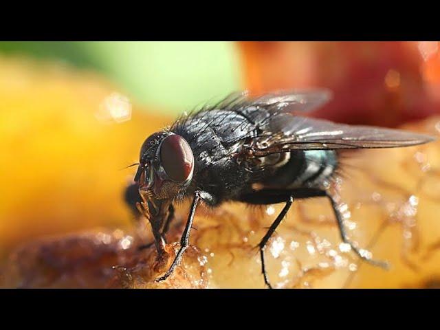 How to control flies, DIY trick. Proven secret…