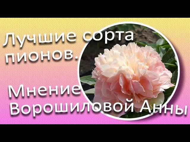 Лучшие сорта пионов. Мнение Ворошиловой А.Б. / Сад Ворошиловой