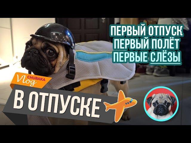 Мопс в отпуске / Полёт с собакой / Чубака заплакал! / Chubaka Vlog!