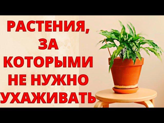 САМЫЕ НЕПРИХОТЛИВЫЕ КОМНАТНЫЕ РАСТЕНИЯ! Посадил и забыл! Цветы, за которыми не нужно ухаживать!