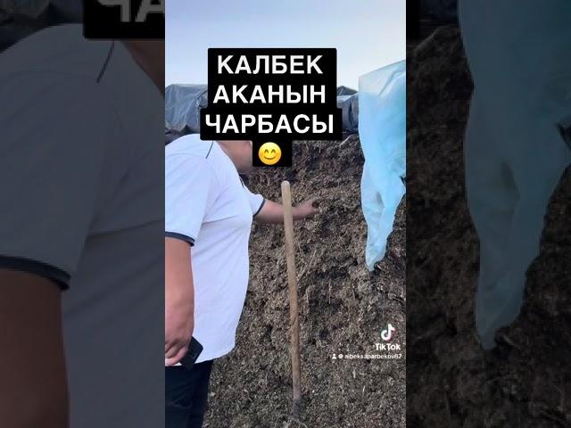 КАЛБЕК АКАНЫН АНГУСТАРЫ ОШ