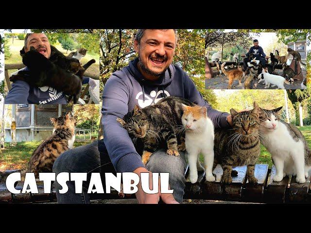 Istanbul, the city dominated by cats, is the projection of heaven on earth.