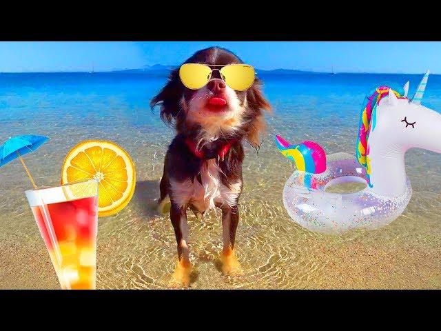 TALKING DOG HOLIDAY | PUPPY SUMMER VACATION