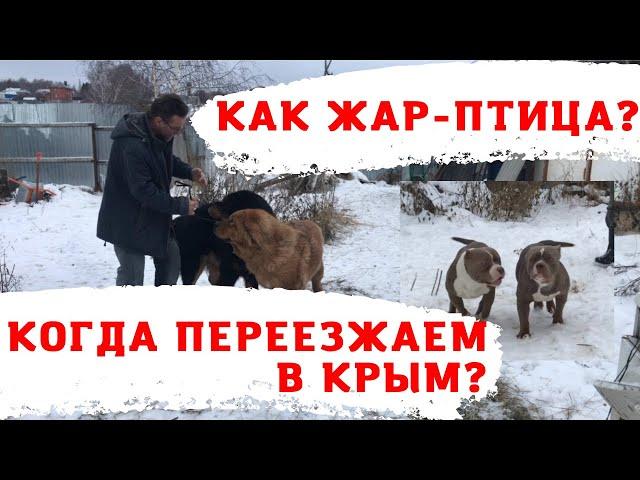 Когда переезжает в Крым питомник собак RussianDog?