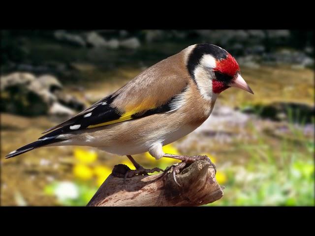 Красивое пение щегла - Goldfinch singing - ΚΑΡΔΕΡΙΝΑΣ ΕΚΠΑΙΔΕΥΤΙΚΟ