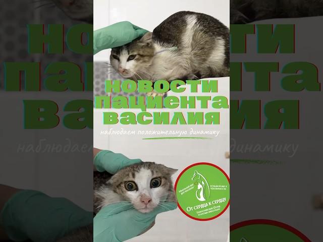 #Котик Василий смог сам покушать!!!  #врек #животные #топ #лайки #помогаемнайтидом #помощь #добро