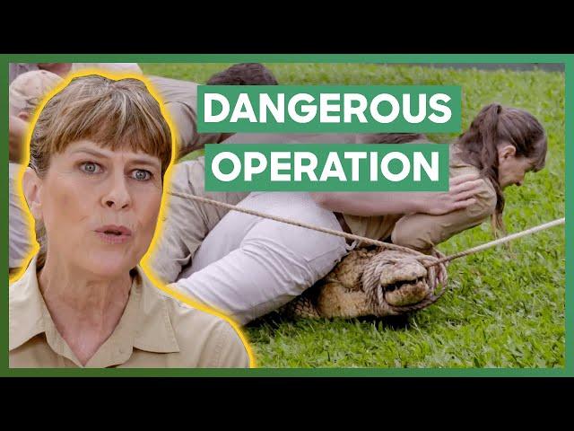 Terri Irwin Leads A Dangerous Crocodile Transport At Australia Zoo | Crikey! It's The Irwins