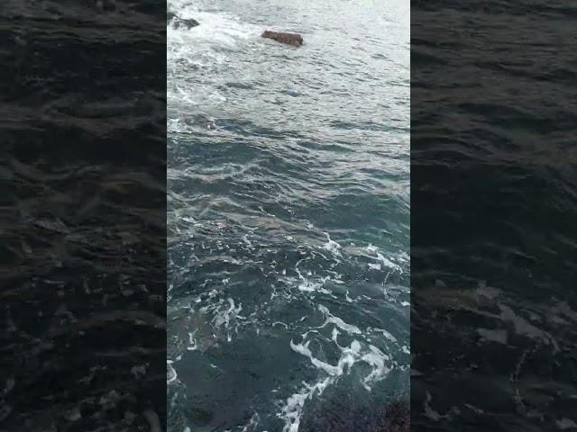 Море днем / Жизнь в Ялте