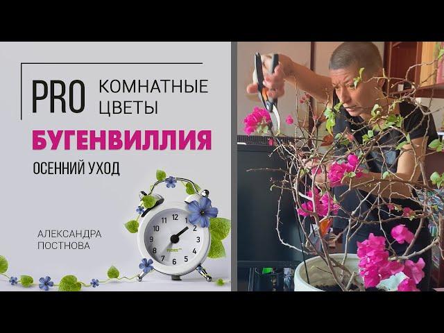 Бугенвиллия - как правильно обрезать и сформировать.