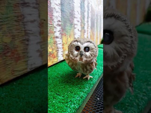 Tootsie, the Most Adorable Saw-whet Owl!