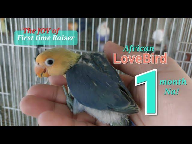 African LOVEBIRDS (Xamy's Pet) Beginners Video Diary