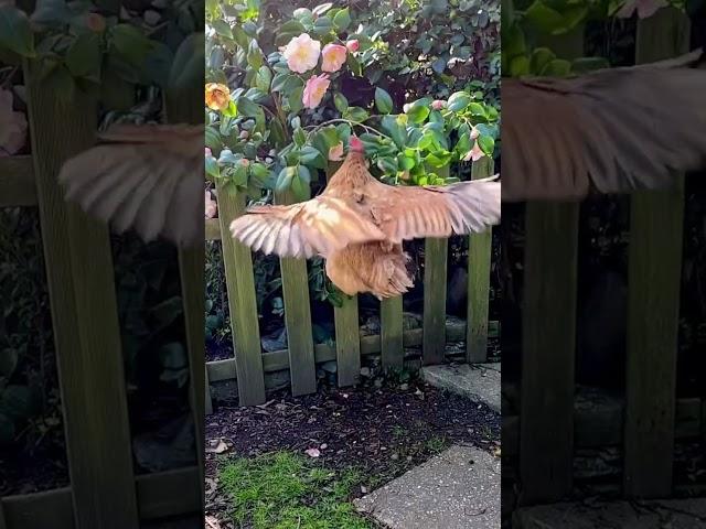 Chicken jumping and flapping to catch a flower to eat