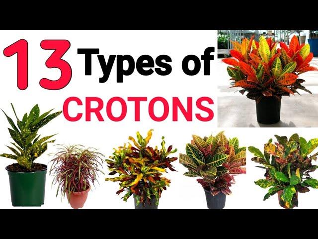 Top 13 Different Types of Crotons in India  || Pooja's Garden