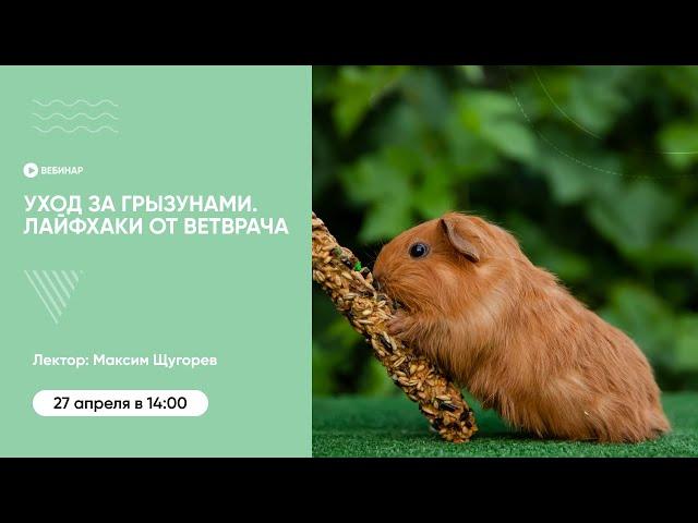 Уход за грызунами. Лайфхаки от ветврача. Вебинар Школы «Хвост Ньюс»