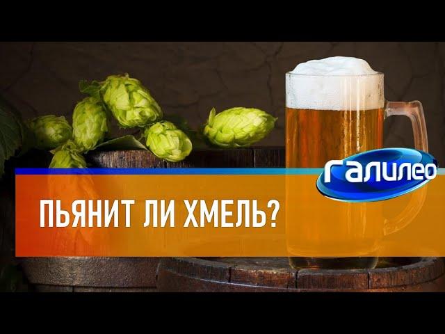 Галилео  Пьянит ли хмель?