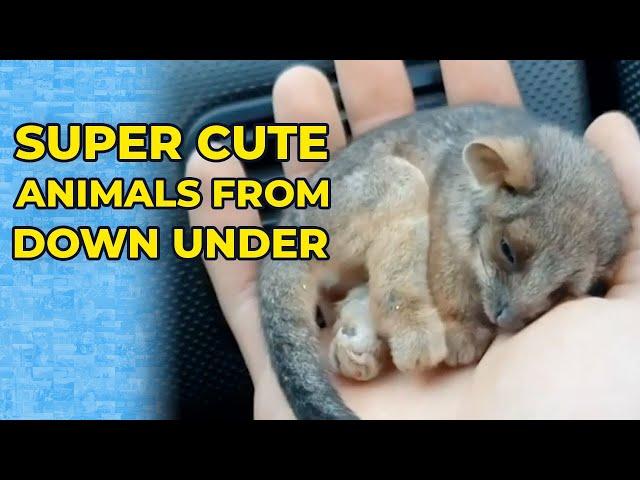 Top 10 Cutest Australian Animals