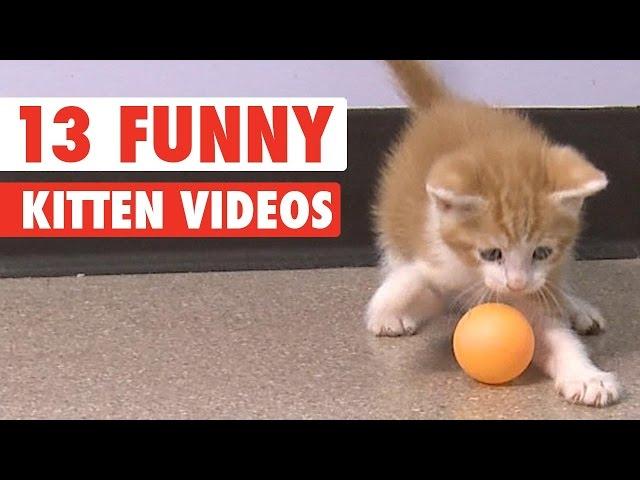 13 Funny Kittens Video Compilation 2016