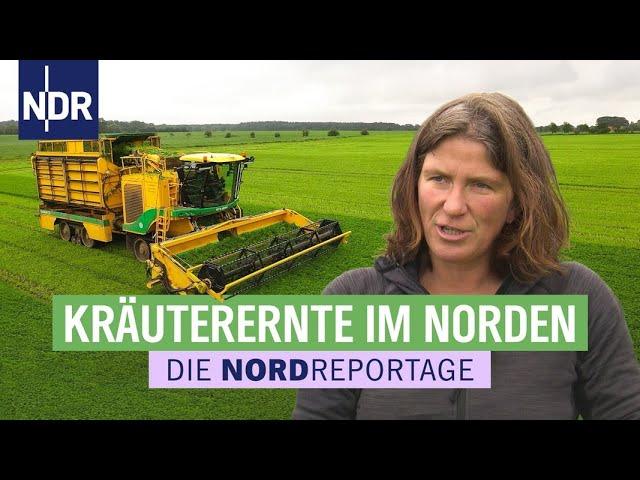 Aromatisch & würzig: leckere Küchenkräuter aus Niedersachsen | Die Nordreportage | NDR