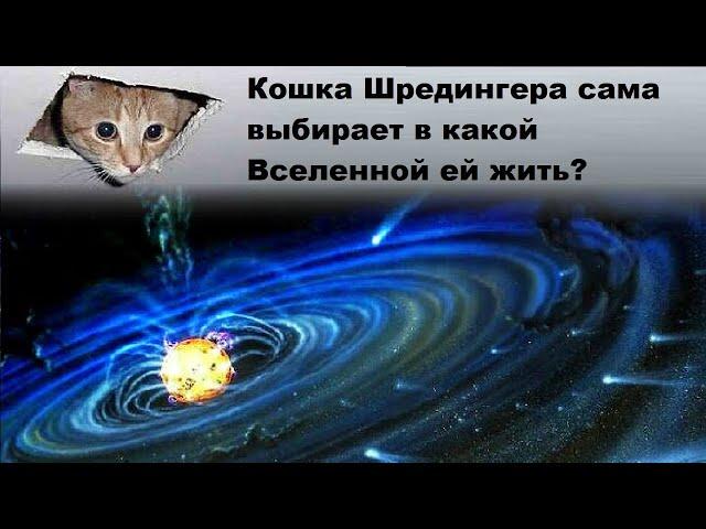 Кошка Шредингера сама выбирает в какой вселенной ей жить?