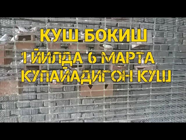 КУШ БОКИШ