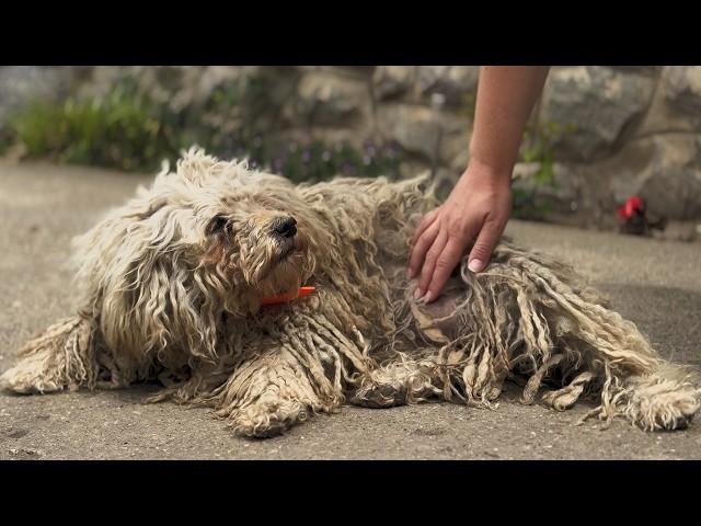 YOU WON'T BELIEVE how this DOG looks after shaving all this matted fur