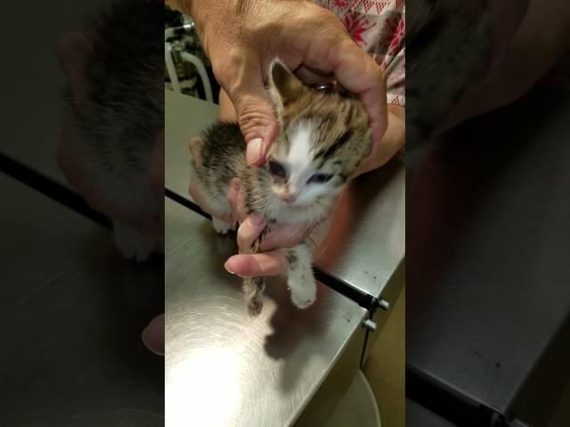 Double decker cuterebra removal on Lori the kitten.