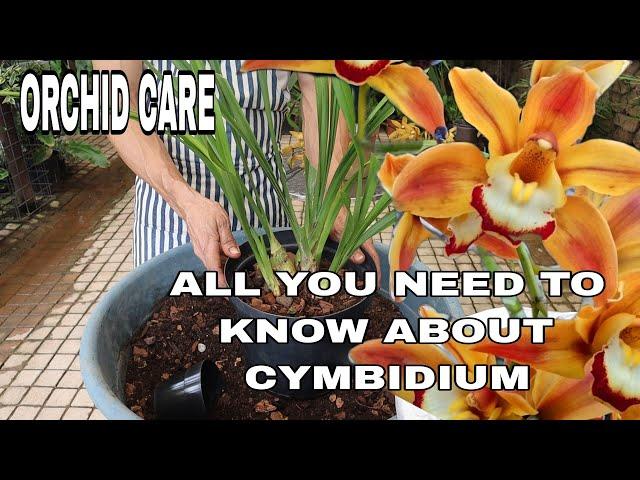 A Comprehensive Cymbidium Culture and Flowering Guide