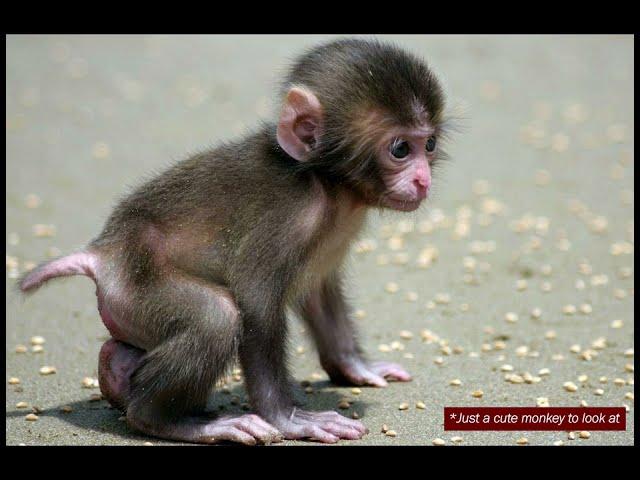 Where in the world is that baby monkey abuse channel??