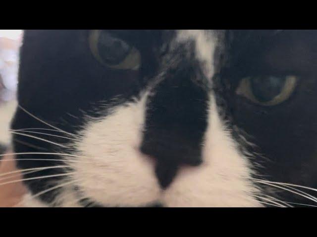 ASMR Loud Purring Sound From Sox As He Gets Attention! #cute #cat #pets #catlover #youtube #asmr