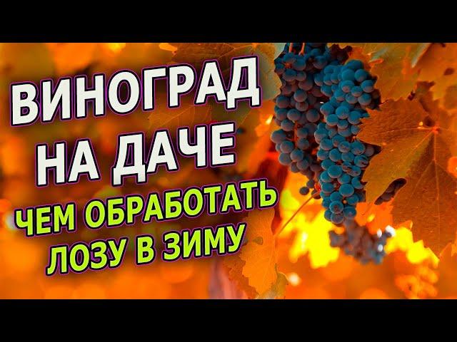 Чем лучше обработать ВИНОГРАД перед зимним укрытием. Осенняя обработка винограда от болезней.