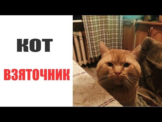 Лютые приколы. КОТ ВЗЯТОЧНИК .Угарные мемы