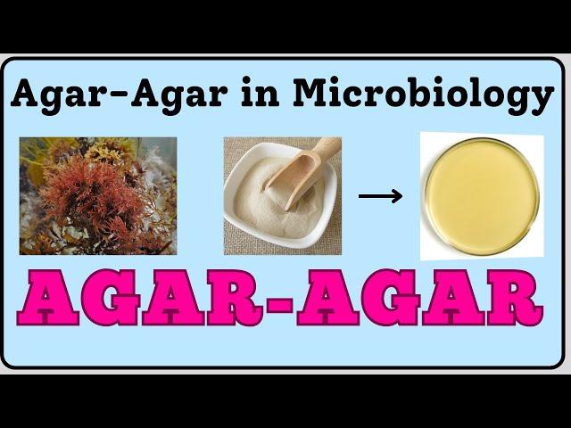 Agar-Agar in Microbiology | Agar-Agar | Agar Powder