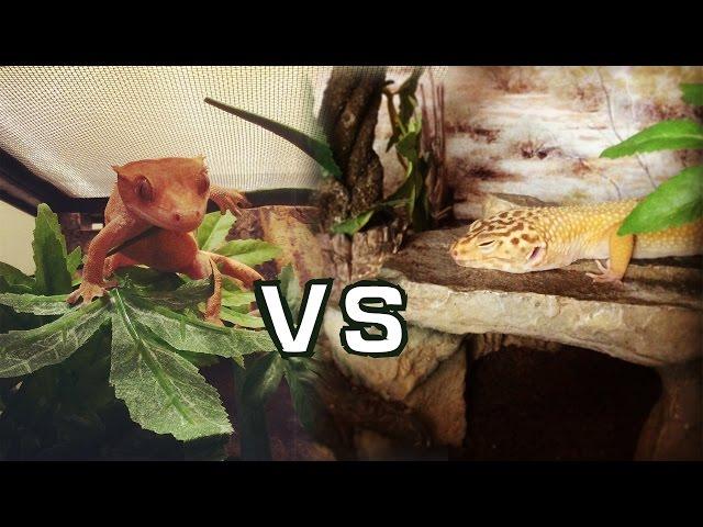 Crested Gecko vs Leopard Gecko | Beginner Lizards