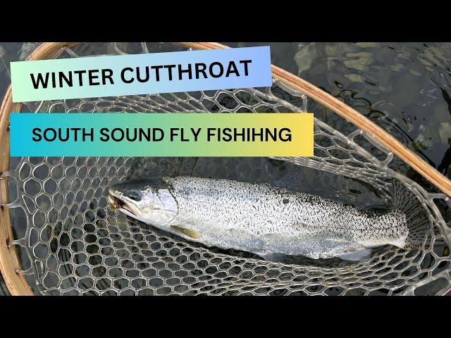 Early Winter Sea Run Cutthroat. Fly Fishing The South Puget Sound