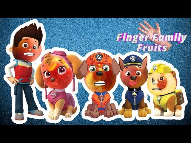 Paw Patrol Wrong Heads | Paw Patrol Finger Family Song for Kids