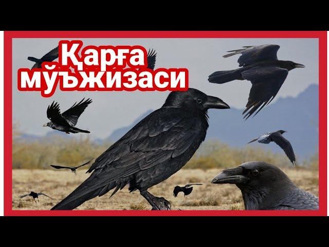 Куръон мужизалари - Карга мужизаси