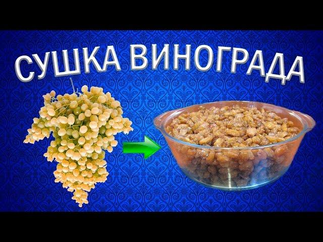 Как приготовить изюм из винограда кишмиш? | Сушилка для овощей и фруктов Ezidri