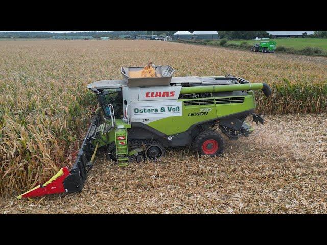 CLAAS LEXION 770TT bei der Körnermais-Ernte / Abfahrer JOHN DEERE 6930 mit ÜW / OSTERS & VOß / 4K