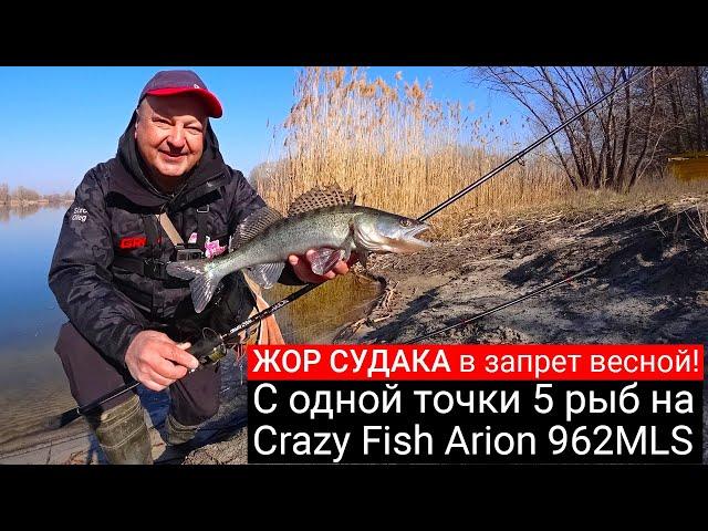 ЖОР СУДАКА В ЗАПРЕТ весной! С одной точки 5 рыб на спиннинг. Тест Crazy Fish Arion 962 MLS