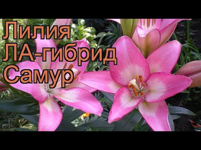 Лилия ла-гибрид Самур (lilium la-hybrid samur)  лилия Самур обзор: как сажать луковицы лилии Самур