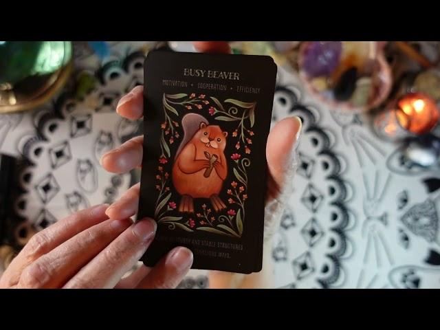 WILD WHISKERS SPIRIT ANIMAL ORACLE  By AWARD-WINNING ARTIST FAINA LORAH - Deck Review