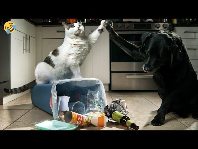 СМЕШНЫЕ КОТЫ, СОБАКИ И ДРУГИЕ ЖИВОТНЫЕ  FUNNY ANIMALS VIDEOS 2023