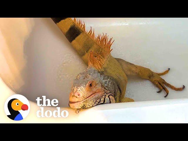 Needy Iguana Demands Dad's Attention 24/7 | The Dodo