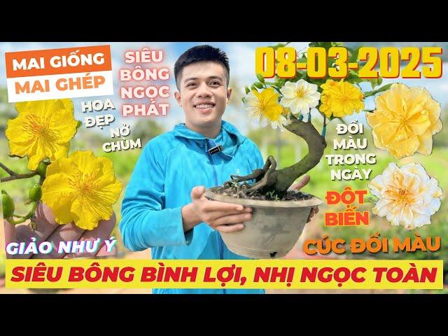 THẾ VĨNH Giao Lưu Mai Vàng Giá Rẻ, Siêu Bông Bình Lợi, Giảo Như Ý, Nhị Ngọc Toàn... • THÀNH TRỌNG LÊ