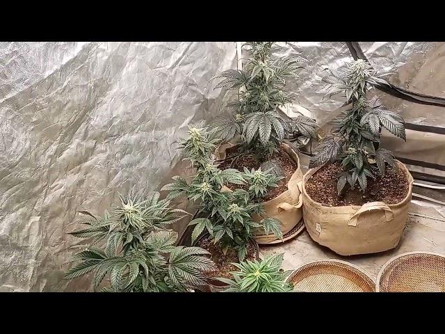 Flushing - Ripening Hardening time with Nectar for the Gods with Dutchman420