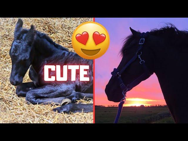 Say hi to the new foals! so cute!! | Perfect sunset | Grass between the tiles... | Friesian Horses