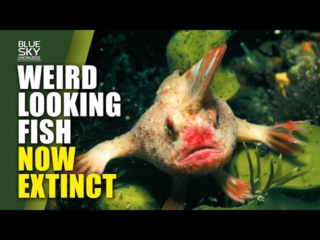 Science: Smooth Handfish Now Extinct | Kunyu