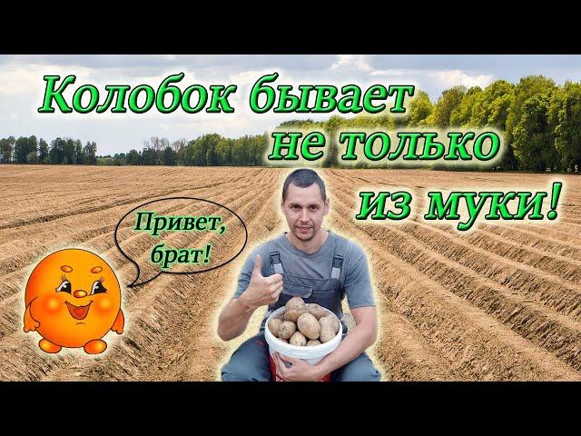 Копаем картошку/ Три сорта! Три результата! Из Столицы в Деревню/