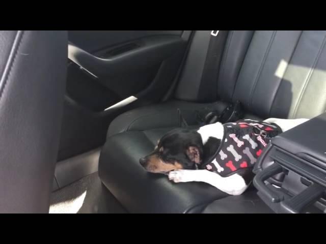 Chihuahua Sleeping in the Car, Silly Kiki, Kiki