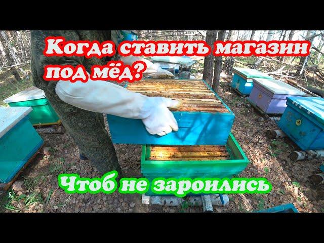 КОГДА И КАК ПРАВИЛЬНО СТАВИТЬ МАГАЗИНЫ ПОД МЁД И МЕНЯТЬ МАТОК